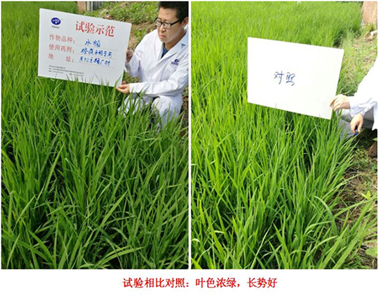 [Experiments and Demonstration] Special Rice Products for Crazy Control(圖2)