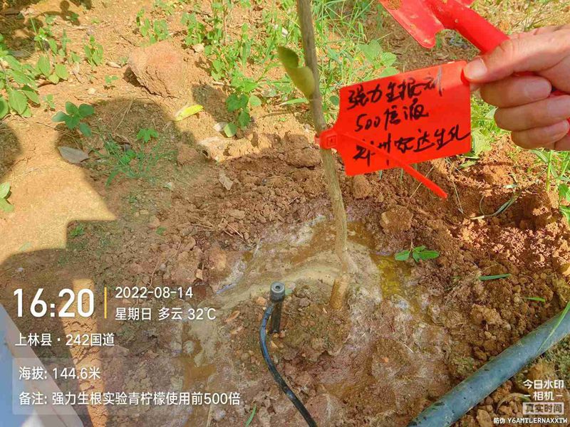 農(nóng)達生根產(chǎn)品試驗(圖3)
