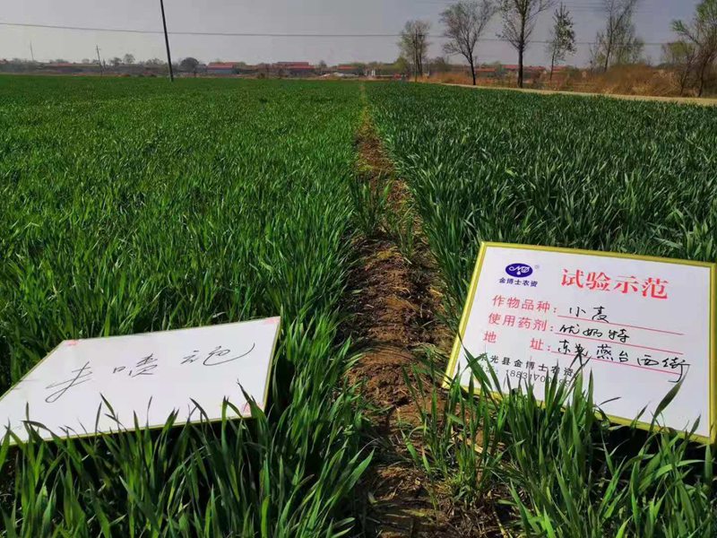 小麥已進入打包抽穗發(fā)育階段 提質(zhì)增產(chǎn)防病防蟲已經(jīng)開始啦(圖1)