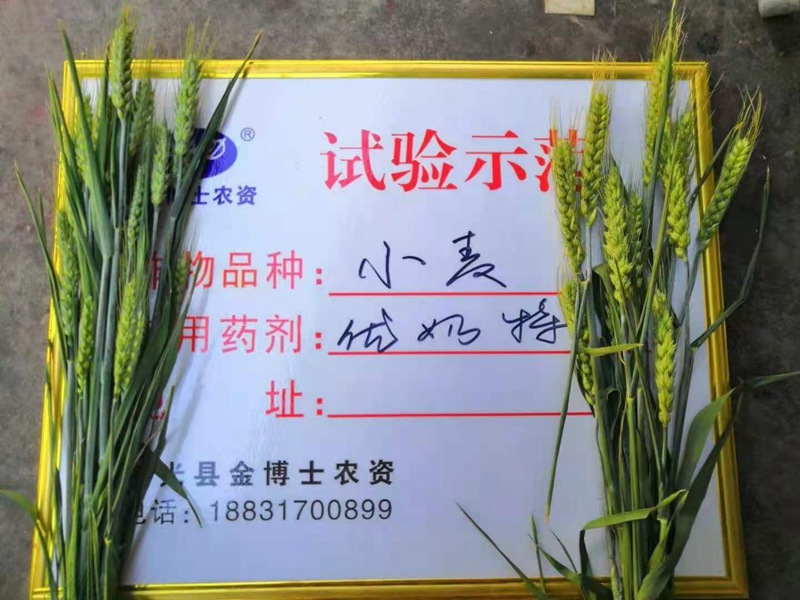 小麥已進入打包抽穗發(fā)育階段 提質(zhì)增產(chǎn)防病防蟲已經(jīng)開始啦(圖2)