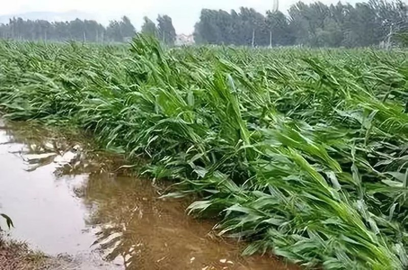 暴雨過后，應(yīng)做好這些事！(圖2)