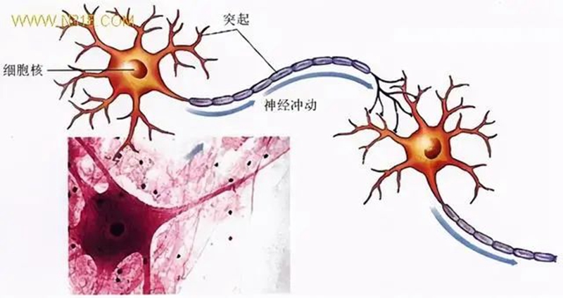 生物農(nóng)藥連續(xù)使用會(huì)不會(huì)產(chǎn)生抗藥性？(圖1)