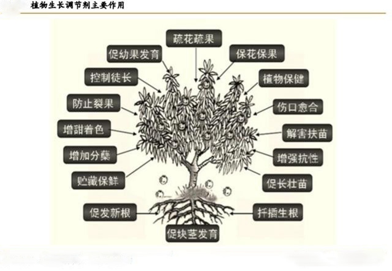 植物生長(zhǎng)調(diào)節(jié)劑的功效與用法(圖1)