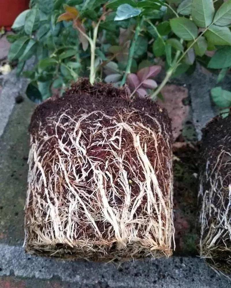 根是植物的命，抓住這幾點(diǎn)，根系粗壯、四通發(fā)達(dá)(圖1)