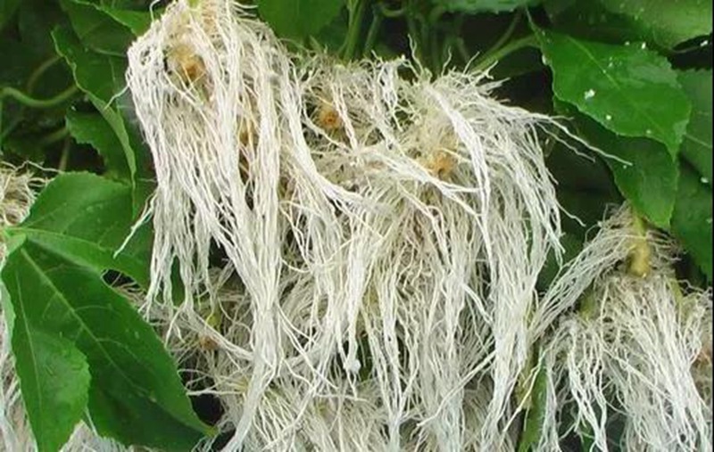 根是植物的命，抓住這幾點(diǎn)，根系粗壯、四通發(fā)達(dá)(圖2)